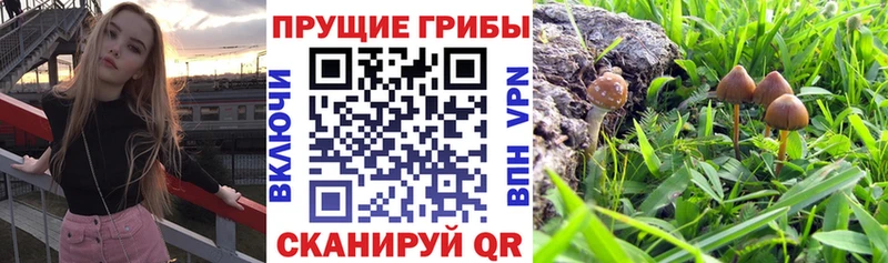 купить   Новочеркасск  Галлюциногенные грибы Cubensis 